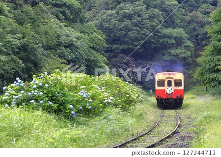 Kominato鐵路在初夏 127244711
