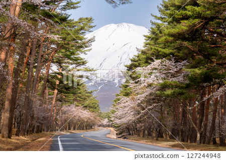 通往富士山的道路和盛開的櫻花，構成了春天的風景 127244948