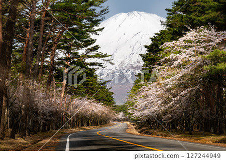 Spring scenery with a road leading to Mt. Fuji and cherry blossoms in bloom 127244949