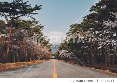 Spring scenery with a road leading to Mt. Fuji and cherry blossoms in bloom Spring scenery with a road leading to Mt. Fuji and cherry blossoms in bloom 127244951