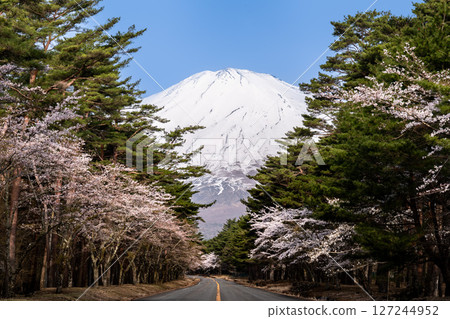Spring scenery with a road leading to Mt. Fuji and cherry blossoms in bloom Spring scenery with a road leading to Mt. Fuji and cherry blossoms in bloom 127244952