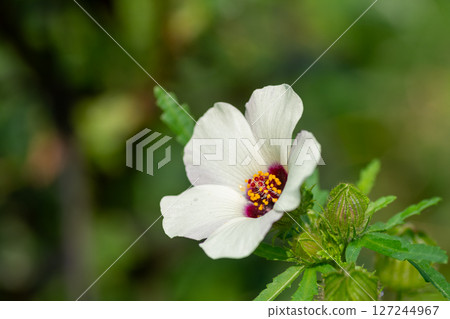 夏日花園盛開著萬壽菊和晨露花 127244967