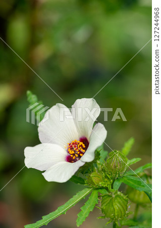 夏日花園盛開著萬壽菊和晨露花 127244968