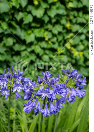 夏日花園裡的紫色百子蓮 夏日花園裡的紫色百子蓮 127244972