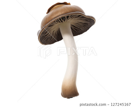 Wood Ear Mushrooms (Auricularia auricula-judae) Thin, black-brown wood ear mushrooms with a crunchy texture, used in stir-fries and soups. 127245167