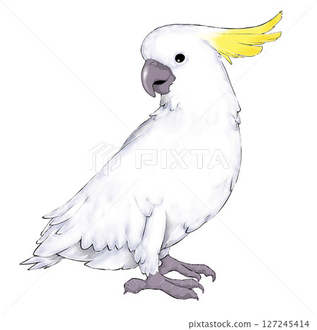 Illustration of a Sulphur-crested Cockatoo 127245414