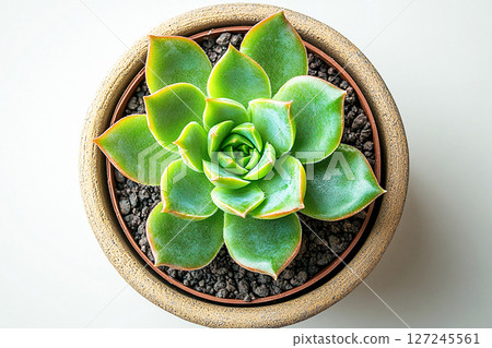 Potted beauty plant. Succulent with thick, fleshy leaves in ceramic pot on a white background. Potted beauty plant. Succulent with thick, fleshy leaves in ceramic pot on a white background. 127245561