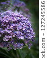Close-up of a purple hydrangea wet with rain 127245586