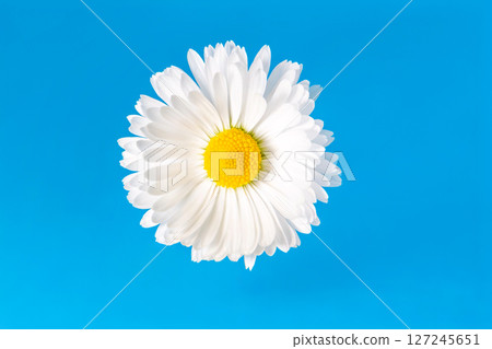Chamomile blossom with white petals and yellow pistils Chamomile blossom with white petals and yellow pistils 127245651