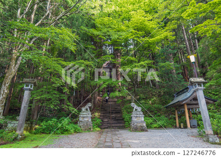 Beautiful greenery in the grounds of Togakushi Shrine Hokosha in Nagano 127246776