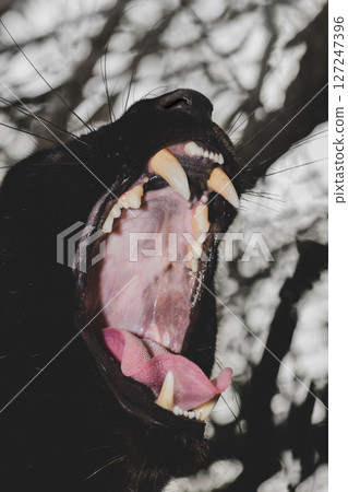 Yawn of black panther Yawn of black panther 127247396