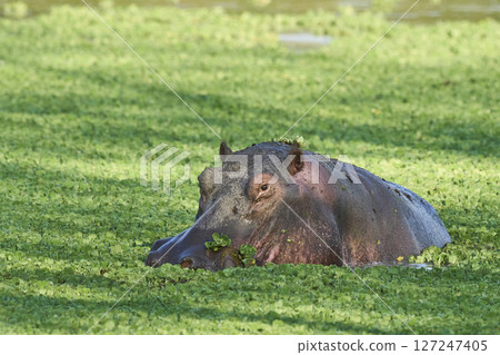 Hippopotamus in South Luangwa National Park, Zambia    127247405