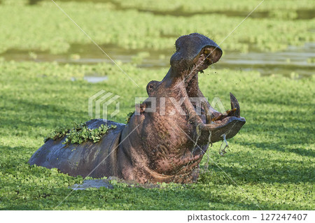 Hippopotamus in South Luangwa National Park, Zambia    127247407