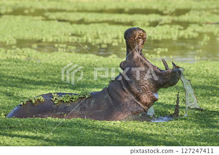 Hippopotamus in South Luangwa National Park, Zambia    127247411