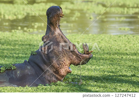 Hippopotamus in South Luangwa National Park, Zambia    127247412