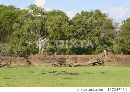 Hippopotamus in South Luangwa National Park, Zambia    127247414