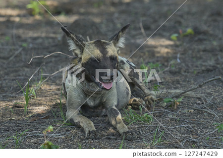 African Wild Dog  127247429