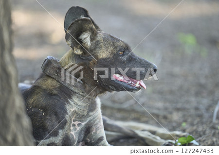 African Wild Dog  127247433