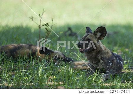 African Wild Dog African Wild Dog 127247434