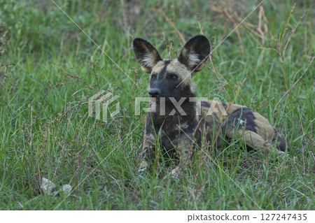 African Wild Dog  127247435