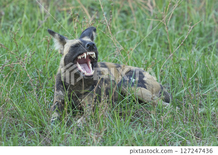 African Wild Dog  127247436