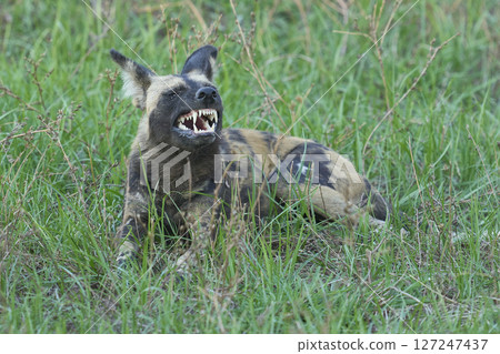 African Wild Dog African Wild Dog 127247437