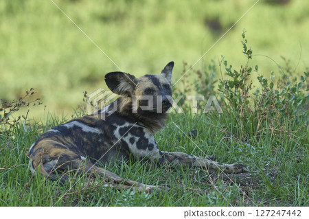African Wild Dog  127247442