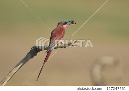 Southern Carmine Bee-eater Southern Carmine Bee-eater 127247561