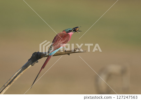 Southern Carmine Bee-eater Southern Carmine Bee-eater 127247563