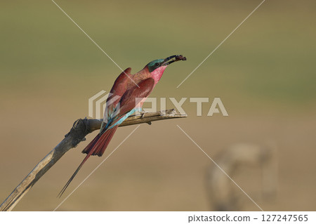 Southern Carmine Bee-eater  127247565
