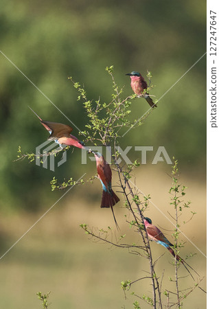 Group of Southern Carmine Bee-eater 127247647