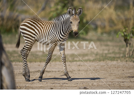 Young Crawshay's zebra Young Crawshay's zebra 127247705