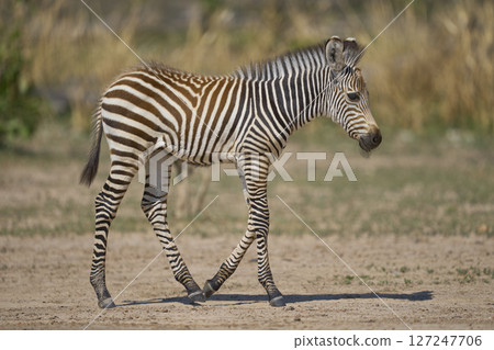 Young Crawshay's zebra 127247706