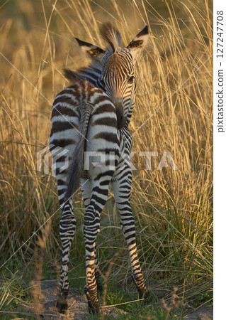 Young Crawshay's zebra 127247708