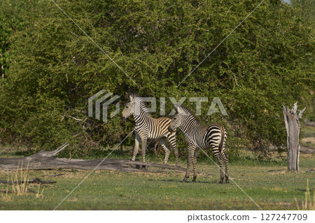 Young Crawshay's zebra 127247709