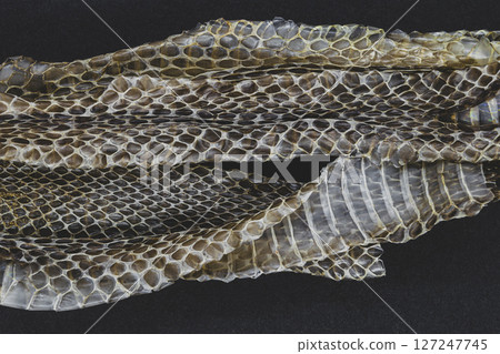 Old dropped snake skin 127247745