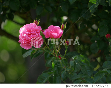 Hybrid English tea Roses blooming in garden. Pink rose flowers design background 127247754