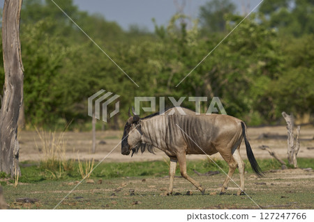 Cookson's wildebeest Cookson's wildebeest 127247766
