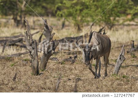 Cookson's wildebeest Cookson's wildebeest 127247767