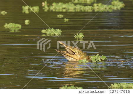 Nile Crocodile eating fish 127247916