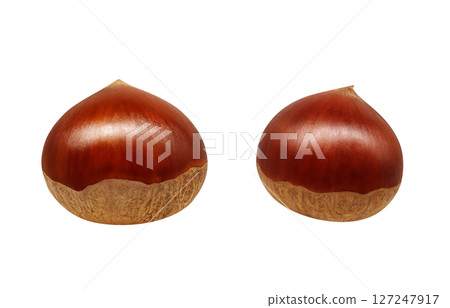 栗子插畫逼真的日本栗子 127247917