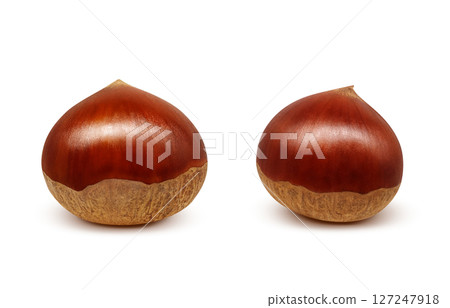 Chestnut illustration realistic Japanese chestnut 127247918