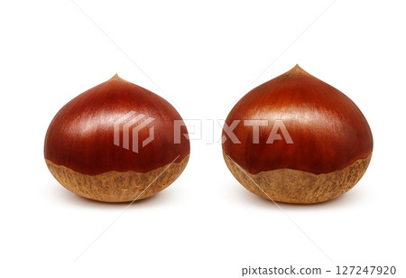 栗子插畫逼真的日本栗子 127247920