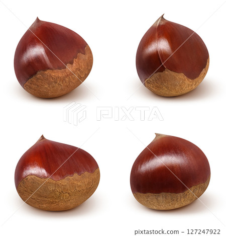 Chestnut illustration realistic Japanese chestnut Chestnut illustration realistic Japanese chestnut 127247922