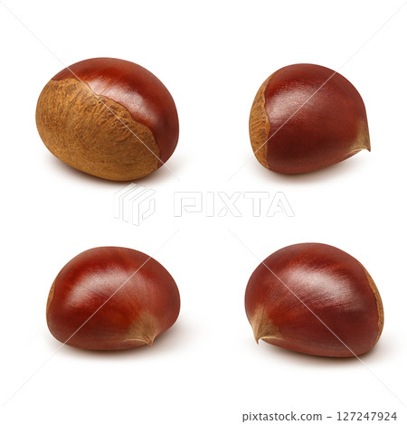 Chestnut illustration realistic Japanese chestnut Chestnut illustration realistic Japanese chestnut 127247924