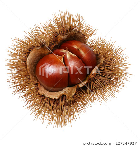 Chestnut illustration realistic Japanese chestnut 127247927