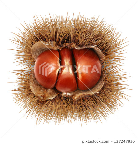 栗子插畫逼真的日本栗子 127247930