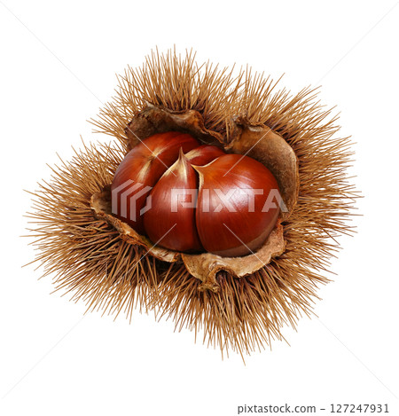 Chestnut illustration realistic Japanese chestnut Chestnut illustration realistic Japanese chestnut 127247931