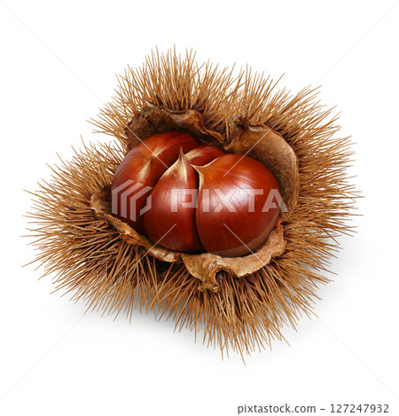 栗子插畫逼真的日本栗子 127247932