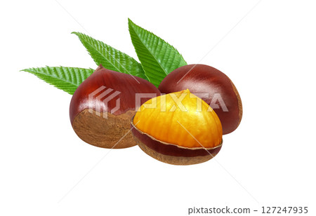 栗子插畫逼真的日本栗子 127247935